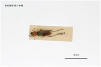 藏品(紅領虎天牛)的圖片